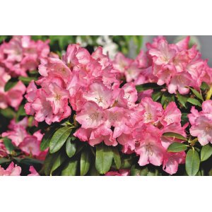 Rododendron jakušimský (Rhododendron yakushimanum) ´TINA HEINJE´ - výška 120-140 cm, kont. C7.5L - NA KMIENKU